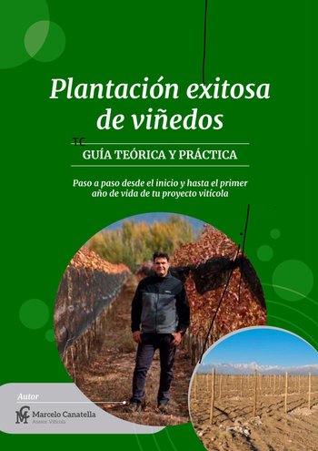 Plantación exitosa de viñedos